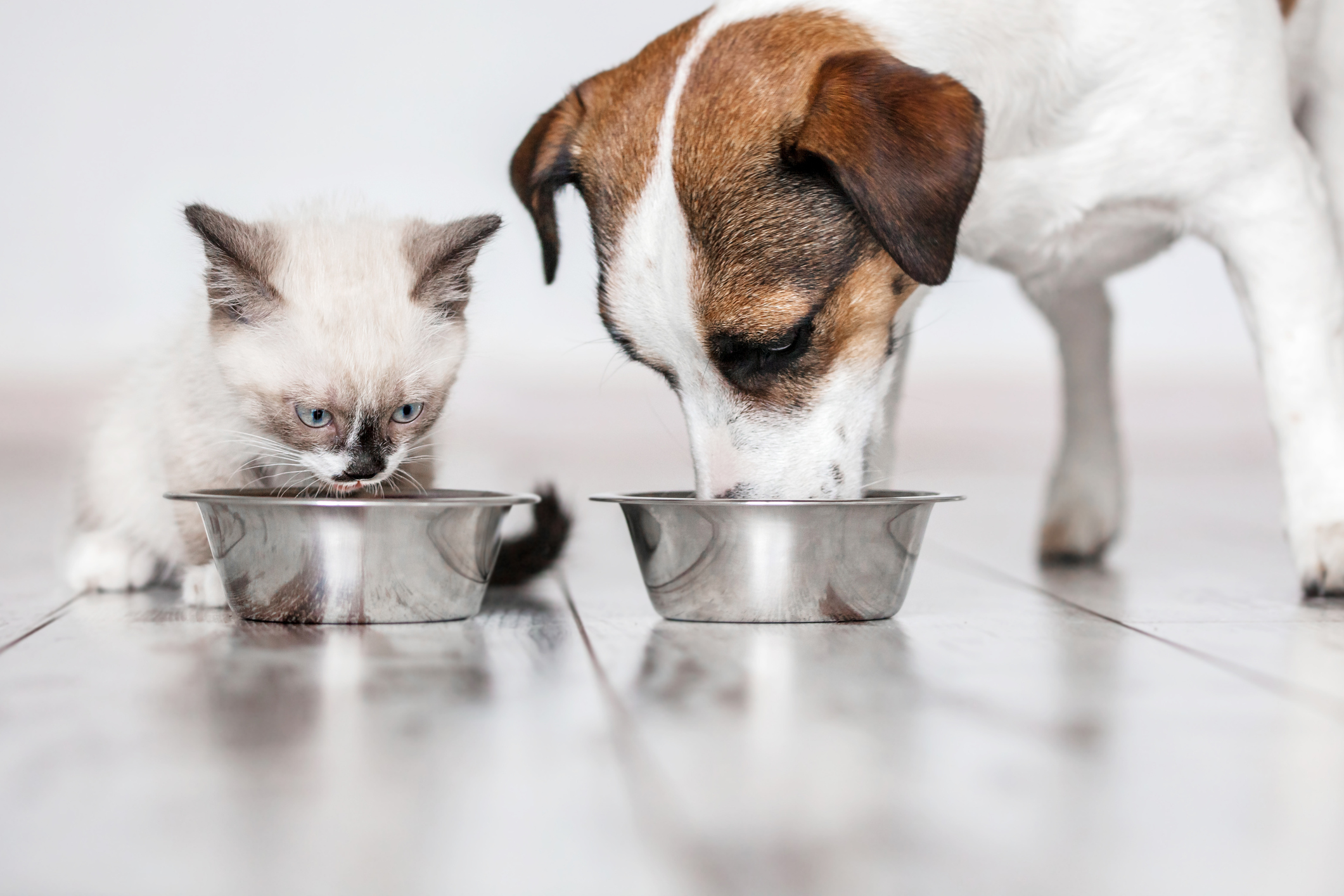 Dog and cat eating bowls of food together indoors.